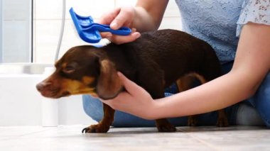 Banyo yaptıktan sonra köpeğini tarayan bir kadın. Hayvanla ilgilenen dişi..