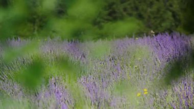 Bulanık ağaç dalları rüzgarda sallanıyor lavanta çiçeklerine karşı. Fransa 'daki Provence. Menekşe çiçeklerine odaklan.