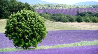 Kırsal kesimde lavanta tarlaları ve ufukta dağlarla birlikte. Puimoisson Bölgesi, Plato Valensole, Fransa 'da Alpes de Haute Provence.