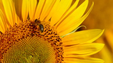 Bal arısı ve sarı çiçekten oluşan makroyu kapat. Arılar sarı ayçiçeğinde polen topluyor.