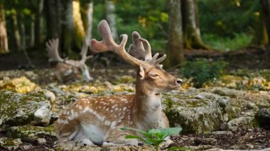 Erkek geyik, boynuzlu geyik doğal ortamda dinleniyor. Geyik dama dama. Patlıcan bölgesindeki Vision Park, Fransa. Yavaş çekim