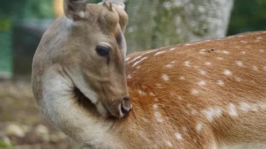 Genç erkek geyik doğal ortamda nadasa düşer. Geyik dama dama. Patlıcan bölgesindeki Vision Park, Fransa. Yavaş çekim