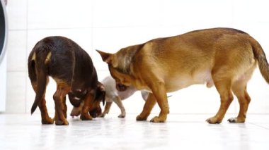 Yerden yemek yiyen küçük komik köpekler besleniyorlar ve mutlular..