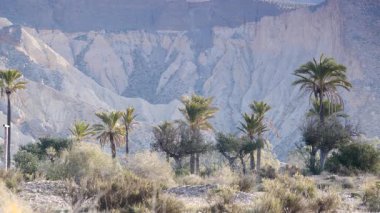 Sierra Alhamilla sıradağlarında palmiye ağaçları olan manzara, İspanya.
