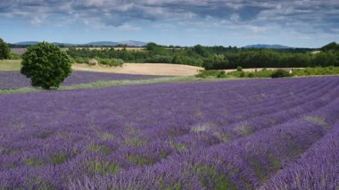 Kırsal kesimde lavanta tarlaları ve ufukta dağlarla birlikte. Puimoisson Bölgesi, Plato Valensole, Fransa 'da Alpes de Haute Provence.