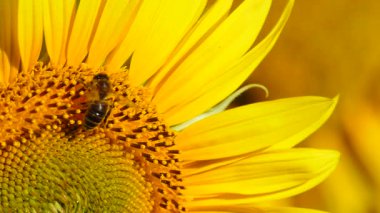 Sarı çiçek ayçiçeği ve bal arısının polen topladığı makroyu kapatın. Yavaş çekim