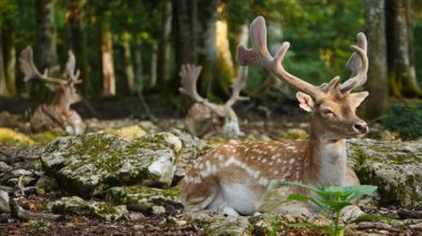 Erkek geyik, boynuzlu geyik doğal ortamda dinleniyor. Geyik dama dama. Patlıcan bölgesindeki Vision Park, Fransa. Yavaş çekim