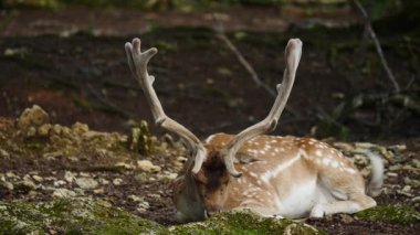 Erkek geyik doğal ortamda boynuzlu geyik. Geyik dama dama. Patlıcan bölgesindeki Vision Park, Fransa. Yavaş çekim