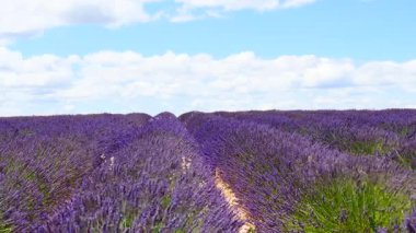 Lavanta tarlalarının üzerinde beyaz bulutlar olan mavi gökyüzü ufka kadar uzanıyor. Provence Fransa 'nın kırsal kesiminde. Çiçek mevsimi. Tatil gezisi için Fransız eğlencesi.