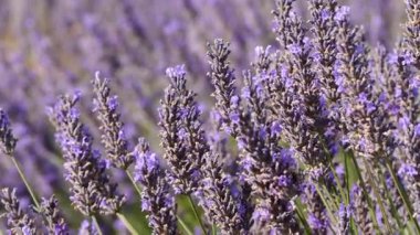 Lavanta çiçeği kokulu tarlalar. Fransa 'da Provence.