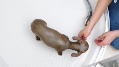 Küçük köpeğini banyoda yıkayan bir kadın. Hayvanla ilgilenen dişi..