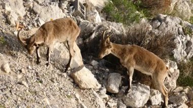 Kayalık bölgede vahşi dağ keçileri, İspanya. Vahşi yaşam hayvanları.