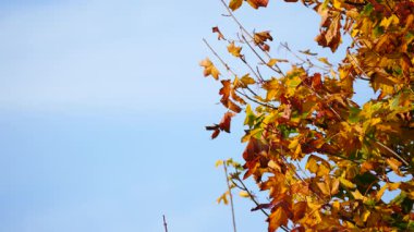 Kahverengi turuncu sonbahar ağaç dalları mavi gökyüzüne karşı kopyalanmış. Mevsim doğası