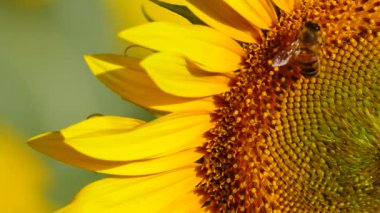 Sarı çiçek ayçiçeği ve bal arısının polen topladığı makroyu kapatın. Yavaş çekim