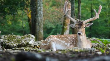 Erkek geyik doğal ortamda boynuzlu geyik. Geyik dama dama. Patlıcan bölgesindeki Vision Park, Fransa. Yavaş çekim