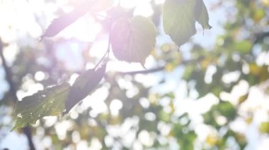 Sonbahar alder ağacı, esintide esen yeşil yapraklar ve sonbahar dallarında parlayan güneş.