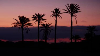 Sierra Alhamilla Dağları 'ndaki palmiye ağaçlarıyla kaplı manzara, İspanya. Sabahın ilk ışıklarıyla.