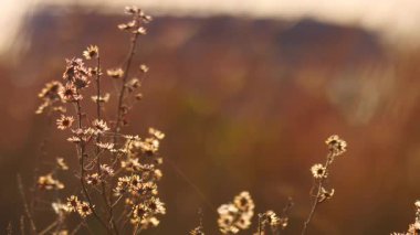 Güneşli bir günde çayır tarlasının arka planına karşı örümcek ağlarında çiçek kuruyan kuru bitki. Bahar zamanı doğa.
