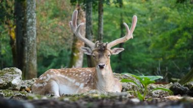 Erkek geyik doğal ortamda boynuzlu geyik. Geyik dama dama. Patlıcan bölgesindeki Vision Park, Fransa. Yavaş çekim