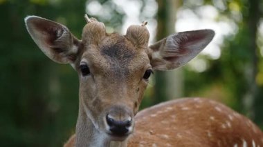 Genç erkek geyik doğal ortamda nadasa düşer. Geyik dama dama. Patlıcan bölgesindeki Vision Park, Fransa. Yavaş çekim