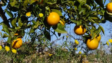 Olgun taze portakallı portakal ağacı dallara asılmış narenciye meyveleri. İspanyol doğa manzarası