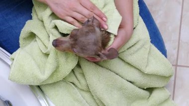 Küçük sıçan köpeğiyle ilgilenen, banyoda yıkandıktan sonra havlu kullanan bir kadın..