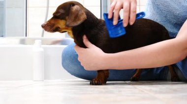 Banyo yaptıktan sonra köpeğini tarayan bir kadın. Hayvanla ilgilenen dişi..