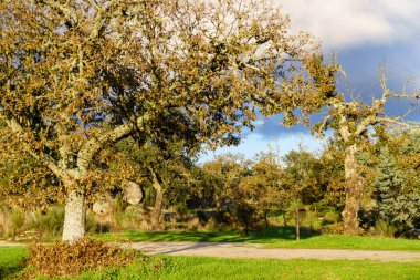 Sonbahar meşe ağacı mavi gökyüzüne karşı. Sonbahar Doğal Manzarası.