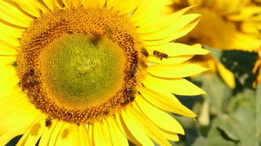 Bal arısı ve çiçek. Bir sürü arı sarı ayçiçeğinde polen topluyor. Fransa 'daki Provence. Yavaş çekim