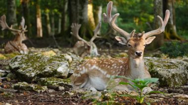 Erkek geyik, boynuzlu geyik doğal ortamda dinleniyor. Geyik dama dama. Patlıcan bölgesindeki Vision Park, Fransa. Yavaş çekim