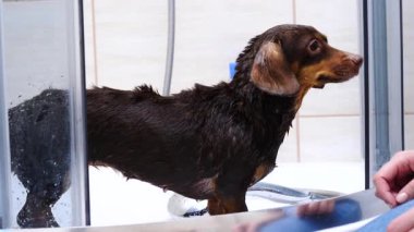 Küçük mutlu köpek banyo yaptıktan sonra suyu silkeliyor..