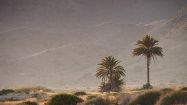 Palmiye ağaçları arka planda. İspanya doğa manzarası, Murcia 'daki Calblanque doğal parkı..