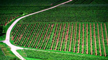 Öğrenci mahallesindeki yeşil üzüm bağları, Jura şarap bölgesi, Doğu Fransa 'daki burgne-franche-comte..