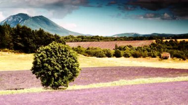 Kırsal kesimde lavanta tarlaları ve ufukta dağlarla birlikte. Puimoisson Bölgesi, Plato Valensole, Fransa 'da Alpes de Haute Provence.