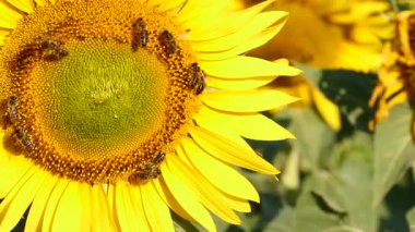 Bal arısı ve çiçek. Bir sürü arı sarı ayçiçeğinde polen topluyor. Fransa 'daki Provence. Yavaş çekim