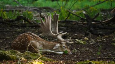 Erkek geyik doğal ortamda boynuzlu geyik. Geyik dama dama. Patlıcan bölgesindeki Vision Park, Fransa. Yavaş çekim