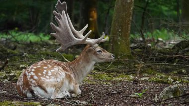Erkek geyik doğal ortamda boynuzlu geyik. Geyik dama dama. Patlıcan bölgesindeki Vision Park, Fransa. Yavaş çekim
