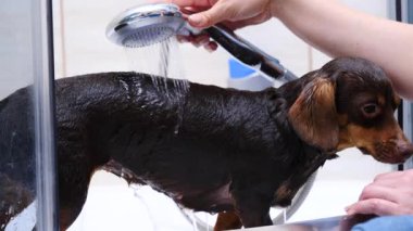 Küçük köpeğini banyoda yıkayan bir kadın. Hayvanla ilgilenen dişi..