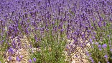 Lavanta çiçeği kokulu tarlalar. Fransa 'da Provence.