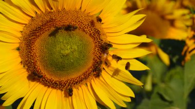 Bal arısı ve çiçek. Bir sürü arı sarı ayçiçeğinde polen topluyor. Fransa 'daki Provence. Yavaş çekim