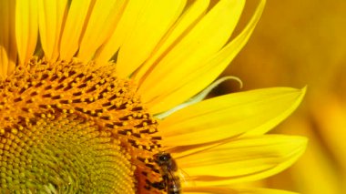 Sarı çiçek ayçiçeği ve bal arısının polen topladığı makroyu kapatın. Yavaş çekim