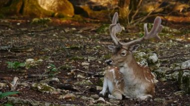 Erkek geyik doğal ortamda boynuzlu geyik. Geyik dama dama. Patlıcan bölgesindeki Vision Park, Fransa. Yavaş çekim