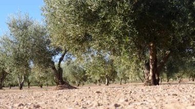 Geleneksel zeytin ağaçları çiftliği. İspanyol doğa manzarası