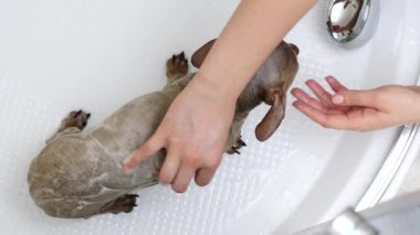 Küçük köpeğini banyoda yıkayan bir kadın. Hayvanla ilgilenen dişi..