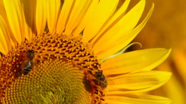 Bal arısı ve sarı çiçekten oluşan makroyu kapat. Arılar sarı ayçiçeğinde polen topluyor.
