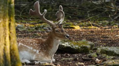 Erkek geyik doğal ortamda boynuzlu geyik. Geyik dama dama. Patlıcan bölgesindeki Vision Park, Fransa. Yavaş çekim