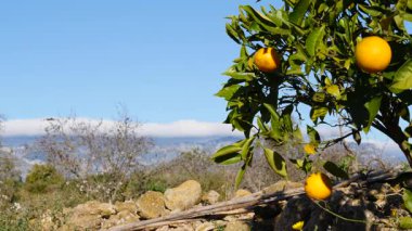 Olgun taze portakallı portakal ağacı dallara asılmış narenciye meyveleri. İspanyol doğa manzarası