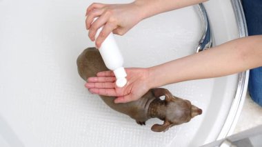 Küçük köpeğini banyoda yıkayan bir kadın. Hayvanla ilgilenen dişi..