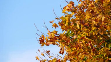 Kahverengi turuncu sonbahar ağaç dalları mavi gökyüzüne karşı kopyalanmış. Mevsim doğası