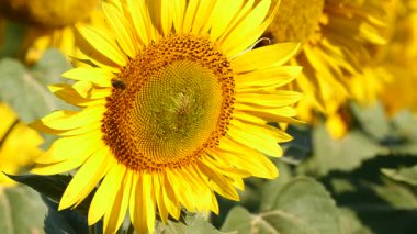Sarı çiçek ve bal arısı. Fransa 'daki Provence. Yavaş çekim